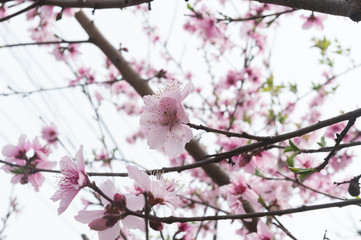 Beautiful cherry blossom sakura in spring time over blue sky.