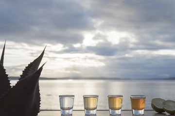 Four types of tequila on outside deck with agave plant