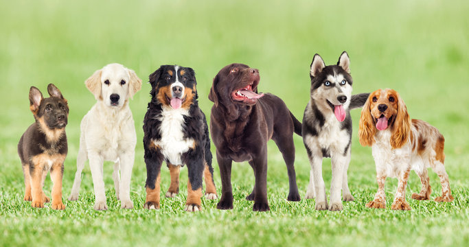 Are Dogs Apex Predators?  The Unexpected Conclusion - 64cgndk