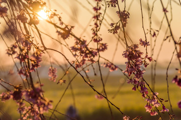Obraz premium 朝焼けの枝垂桜