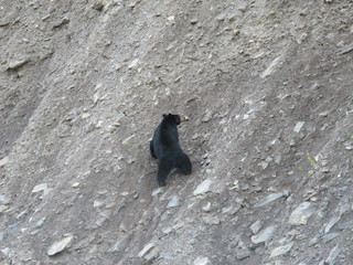 Bear Cub Climbing Hill
