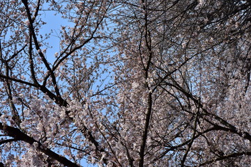 桜の木