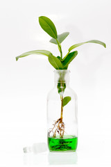 Naklejka premium Green plants in biology research lab. Genetically Modified Organisms. Biochemistry lab plants. 