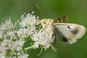 Schmetterlingsfalter auf weisser Blüte © Frauke