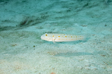 白砂の上のオトメハゼ, orange-spotted sleeper-goby on the white sand