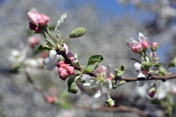Flowering branches of an apple tree with white flowers and buds