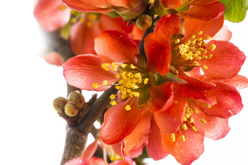 Japanese ,Quince, Chaenomeles japonica