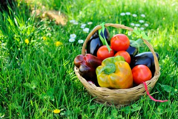 Cesto di ortaggi sul prato