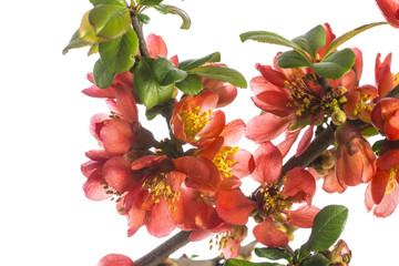 Japanese ,Quince, Chaenomeles japonica