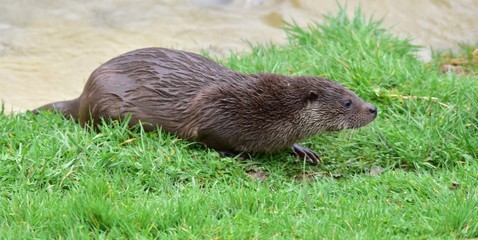 Otter on Riverbank