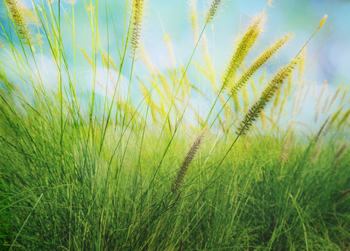Abstract nature background with grass in the meadow and blue sky in the back