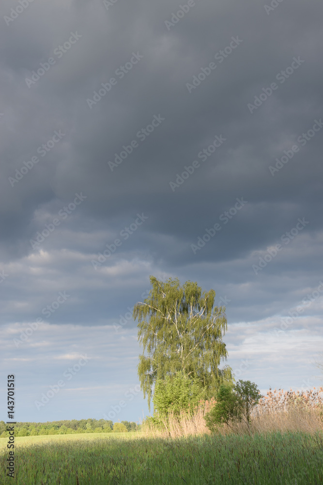 Poster Baum mit Wolken