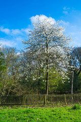 Obraz premium Spring time landscape in the London suburbs