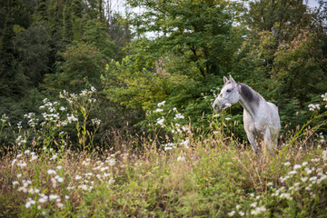 Obraz premium White horse grazing on field 