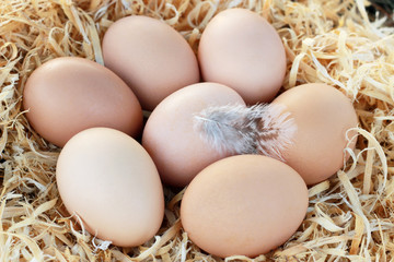 Chicken eggs with a feather in the nest