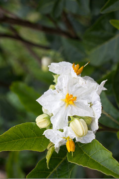 Solanum white flower macro. Blooming potato. Natural background garden