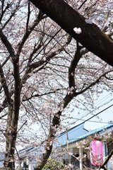 東川の桜