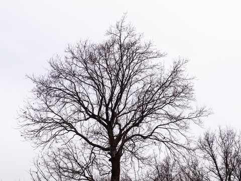 Bare tree on a white background. Silhouette against the sky.
