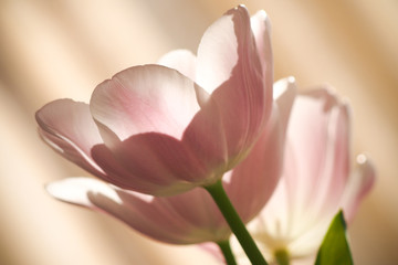 Fototapeta premium Tulip