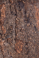Brown bark of old tree background