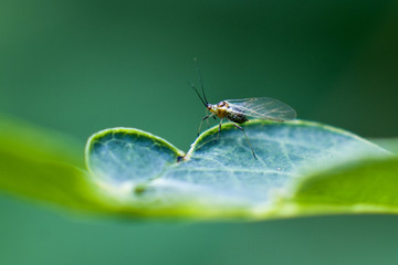 Blattlaus auf Blatt