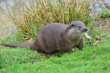 Otter on Riverbank