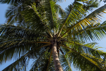 Palm tree low angle view