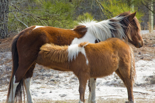 Foal suckling with its mother on Assateague Island, Maryland.