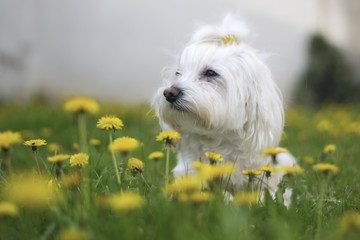 maltezer in the grass