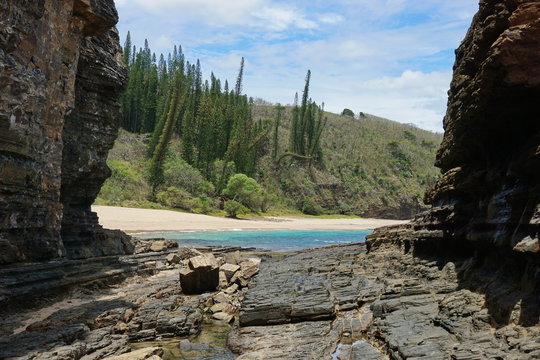 Coastal landscape in New Caledonia, beach, rocks and endemic pines in Turtle bay, Bourail, Grande Terre island, south Pacific
