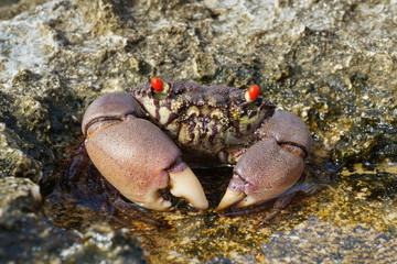 A red-eyed rock crab, Eriphia sebana in a small puddle on the seashore, Huahine island, Pacific, French Polynesia
