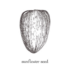 Sunflower seed isolated. Vector sketch hand drawn illustration isolated on white background. Doodle style. - 143703521
