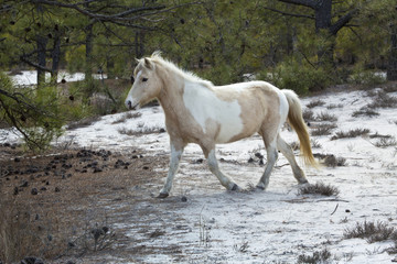 Wild horse walks in sandy woods on Assateague Island, Maryland.