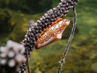 Sea life, a flamingo tongue snail, Cyphoma gibbosum, on sea plume coral underwater in the Caribbean sea
