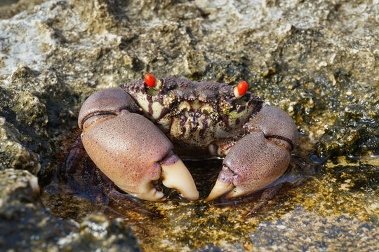 A red-eyed rock crab, Eriphia sebana in a small puddle on the seashore, Huahine island, Pacific, French Polynesia
