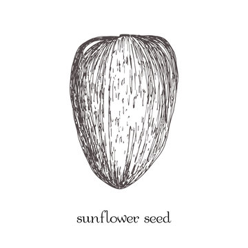 Sunflower seed isolated. Vector sketch hand drawn illustration isolated on white background. Doodle style.