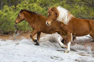 Wild horses run in sandy woods on Assateague Island, Maryland.