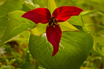 Wildflower Red Trillium green