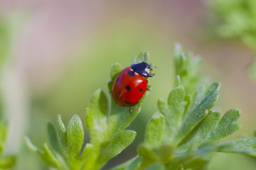 ladybird