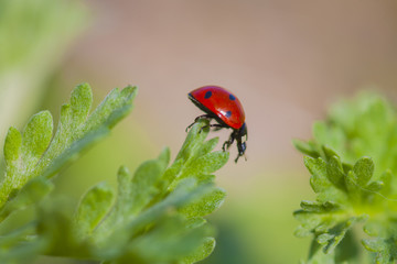 ladybird