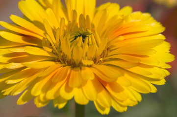 Yellow Flower Close up