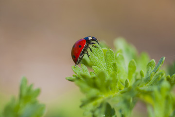 ladybird