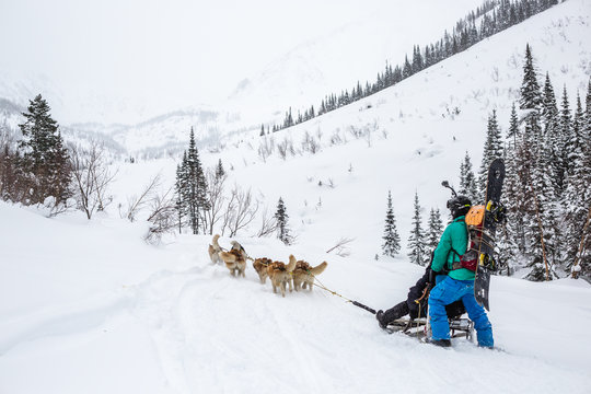 Sled dogs harnessed to pull a sleigh with a man in a snowy forest