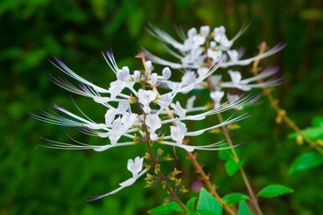Cat’s whiskers plant