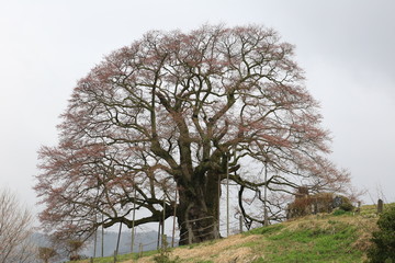咲き始めの醍醐桜