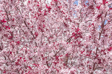 Blooming tree with pink flowers.