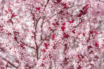 Blooming tree with pink flowers.