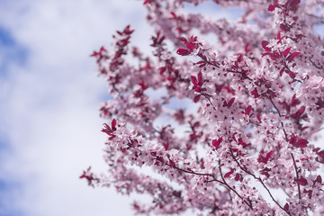 Blooming tree with pink flowers.