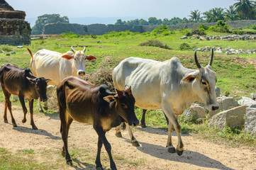 Holy white and black cows going on the road by ruins of an ancient temple, Hampi, India