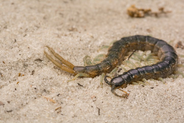 Eastern Bark Centipede